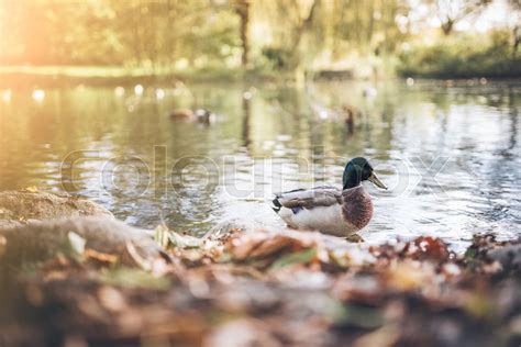 Duck On Pond With Autumn Foliage In Stock Image Colourbox