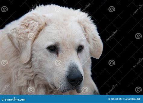 Adult Male Hungarian Shepherd Kuvasz Dog Portrait Stock Image Image