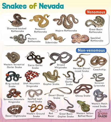 List Of Common Venomous And Non Venomous Snakes In Nevada With Pictures
