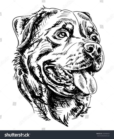 Hand Drawn Realistic Rottweiler Dog Head Stock Vector