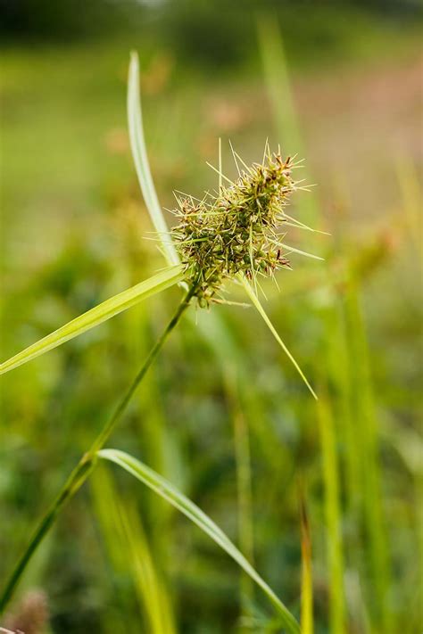 How To Grow Sedge Plants At Home Gardeners Path