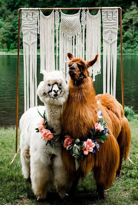 Gorgeous Photo Ideas Of Wedding Pets Wedding Forward Wedding Pets