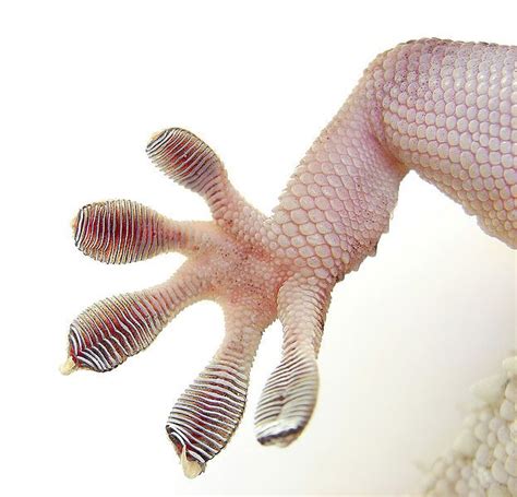 Geckos Specialized Toe Pads That Enable Them To Climb Smooth And