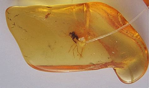 Filemosquito In Amber