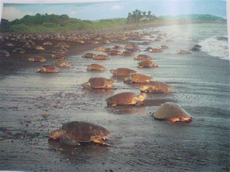 Turismo En Parque Nacional Marino Las Baulas De Guanacaste Guía