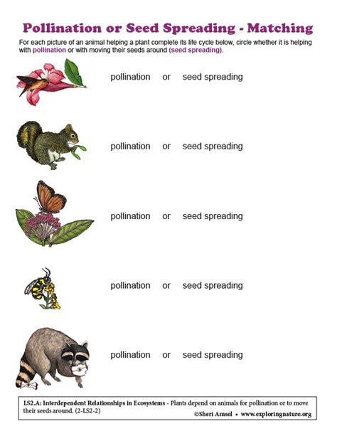 How Plants And Animals Depend On Each Other Worksheet