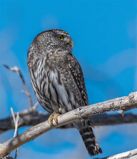 Neovista Birds And Wildlife Pygmy Owls And Desert Reptiles