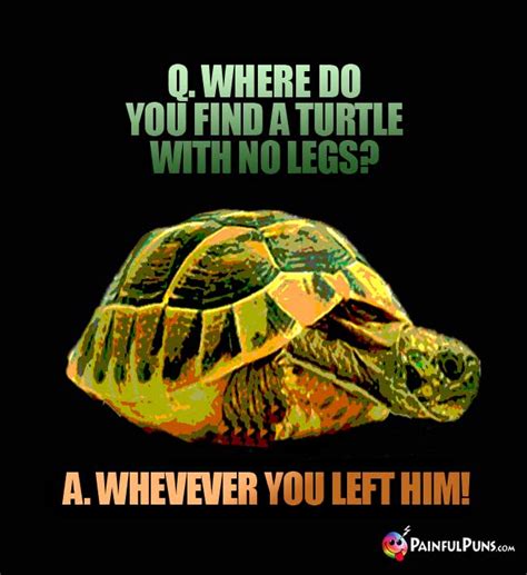 turtle jokes shelly old puns