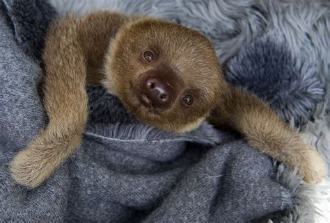 The Smile Of A Sloth 29 Photos That Will Make Your Brain Explode With