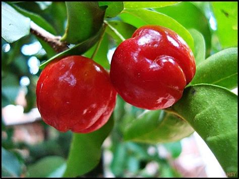 Barbados Cherry Malpighia Emarginata