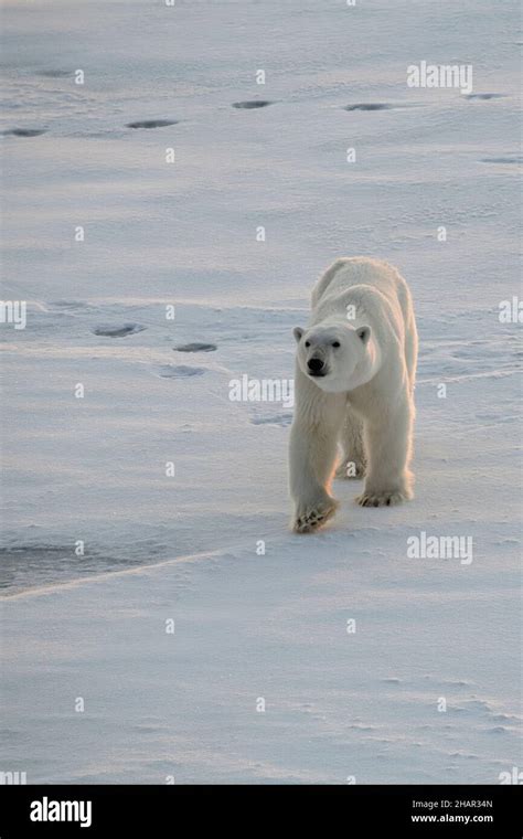 Norway High Arctic Underweight Polar Bear Wild Ursus Maritimus On