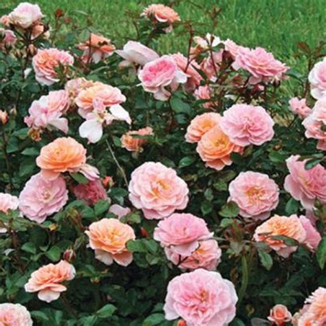 Drift 2 Gal Apricot Rose Live Re Blooming Groundcover Shrub 62472