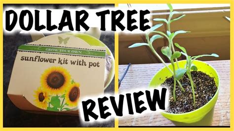 How tall do sunflowers grow? Dollar Tree Sunflower Seed Kits; Do They Grow? - YouTube