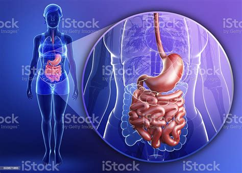 Want to learn more about it? Small Intestine Anatomy Of Female Stock Photo - Download Image Now - iStock