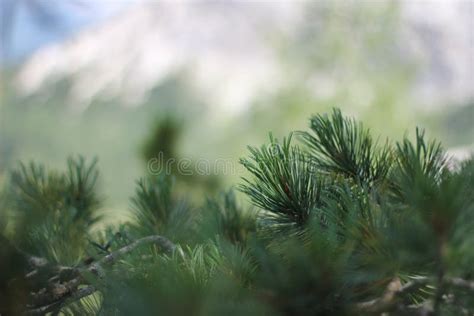 Pine Closeup Stock Image Image Of Tree Green Background 62264759