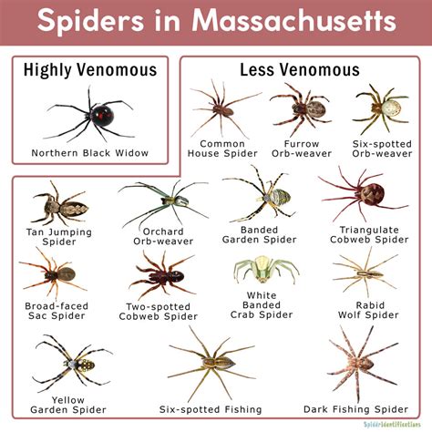 Spiders In Massachusetts Identification Chart Kim Smith Films