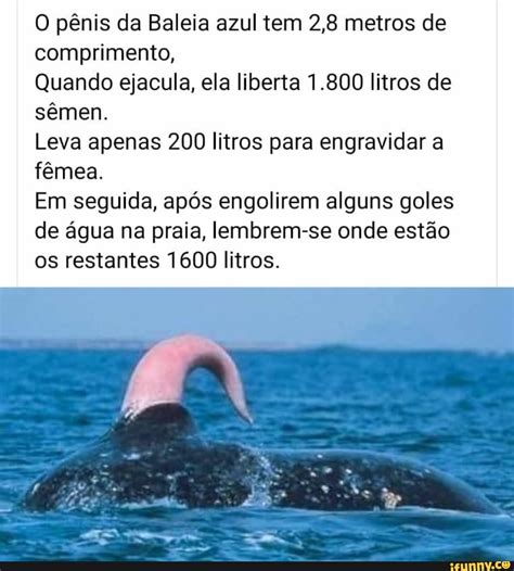 Qual O Animal Que Ejacula Mais Rápido