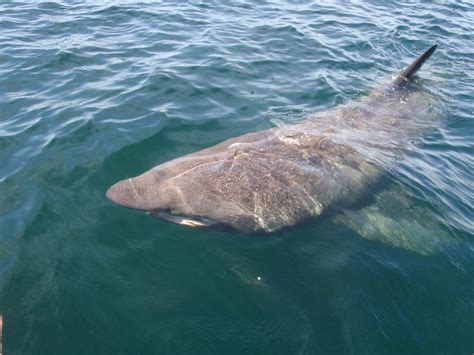 Maybe you would like to learn more about one of these? Where do bull sharks live