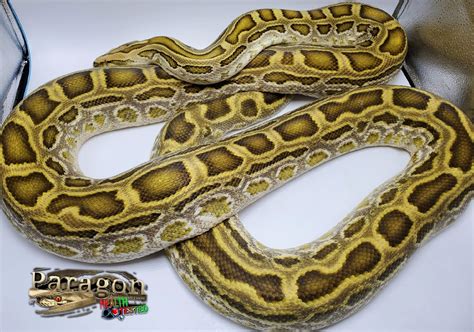 Hypo Burmese Het Green Burmese Python By Paragon Exotics Morphmarket