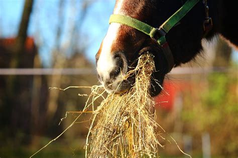 How To Choose The Proper Hay For Your Horse Horses Horse Farms