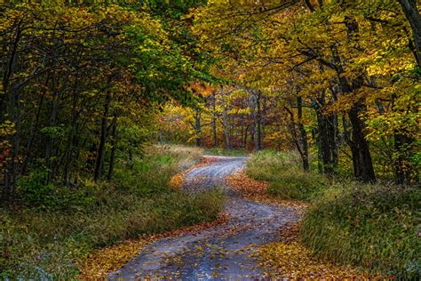 Country Road Monongahela National Forest West Virginia By Randall