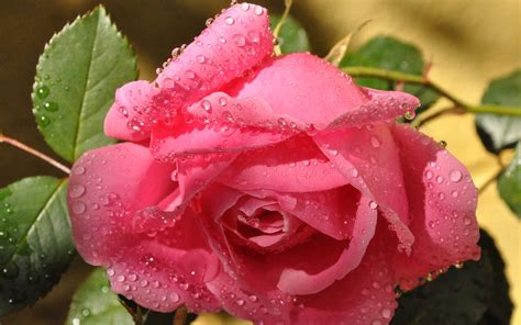Wallpaper Pink Rose Flower Leaves Water Drops Close Up 1920x1200 Hd