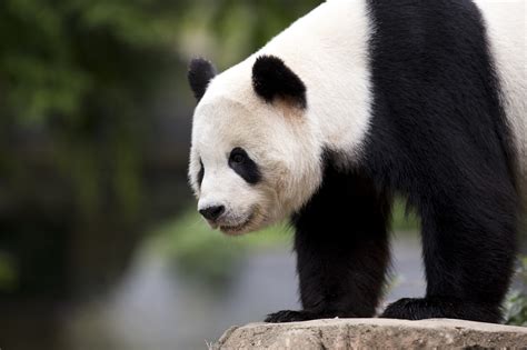 Bao Bao Panda Cub Born At National Zoo Bound For China Chicago Tribune
