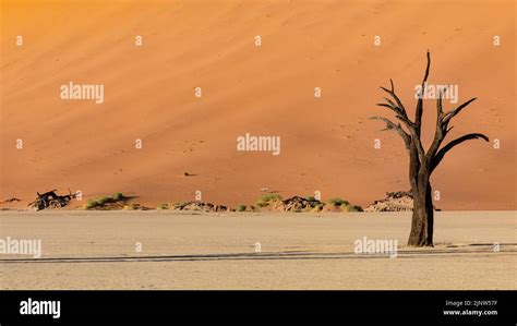 Namibia The Namib Desert Dead Acacias In The Dead Valley The Red