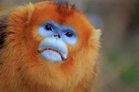 Golden Snub Nosed Monkey Shaanxi Province China Photograph By Sylvain