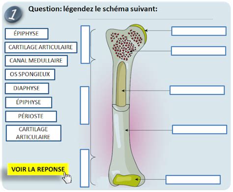 Qcm Concours Gratuits Schéma à Légender N°1 Os Long