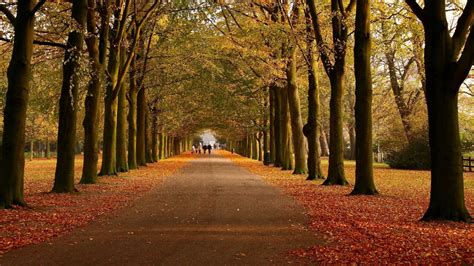 Download Wallpaper 1920x1080 Park Autumn Trees Walking Paths Full Hd