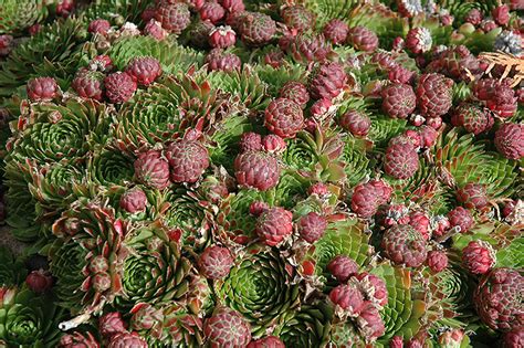 Red Beauty Hens And Chicks Sempervivum Red Beauty In Edmonton St