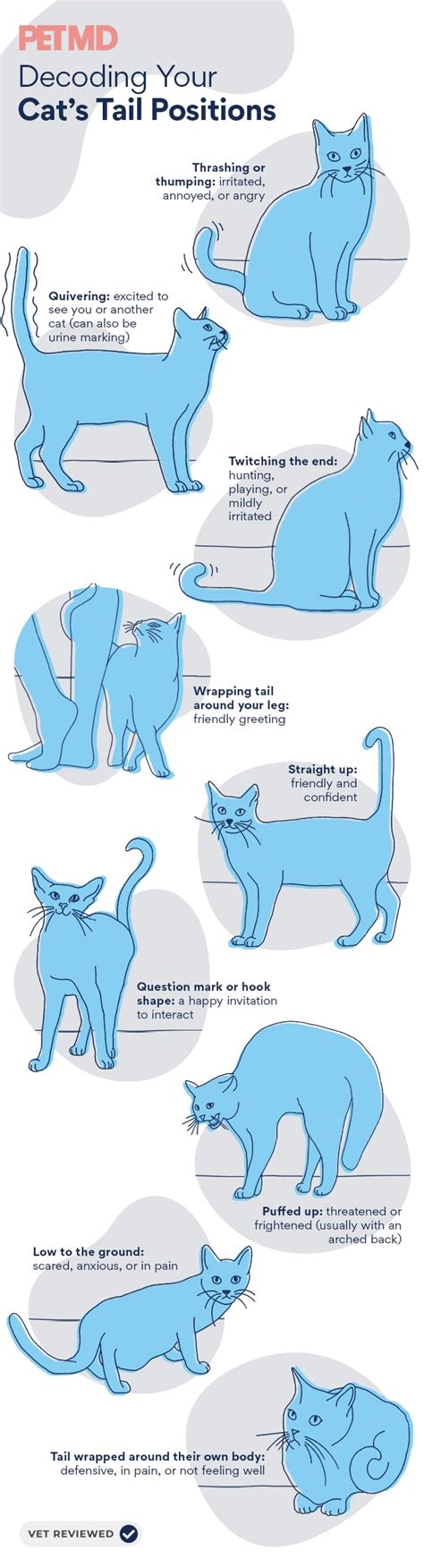 Cat Tail Language 101 Why Cats Wag Their Tails And More Petmd