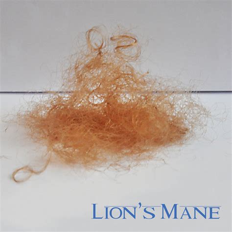 Lions Mane Send Pubes