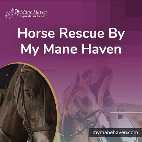 Horse Rescue By My Mane Haven Horse Rescue Horse Rider Horses