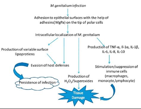 An Overview Of The Pathogenic Mechanisms Of M Genitalium Download