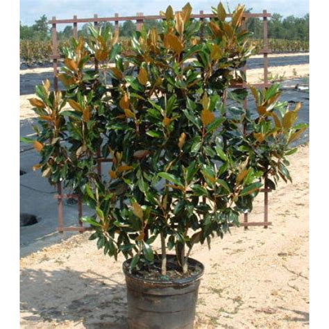 Buy Espalier Magnolia Onlineplants