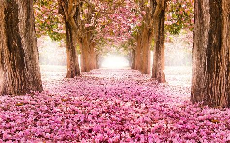 Spring Beautiful Tree Flower Landscape Wallpaper