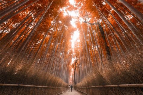 Nature Sunlight Forest Trees Bamboo Landscape Japan Path Fall