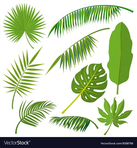 Tropical Palm Tree Jungle Leaves Set Royalty Free Vector