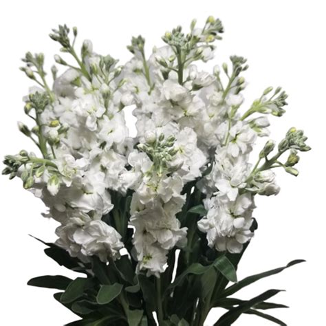 Stock White Flowersandservices®