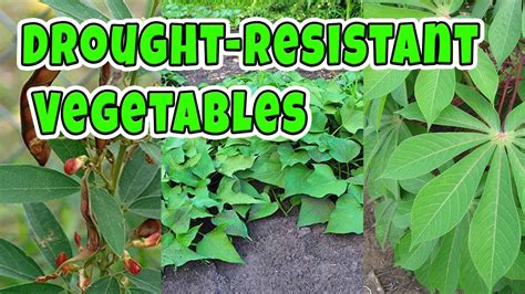 10 Drought Resistant Vegetables You Can Grow Youtube