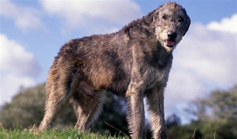 Irish Wolfhound Breed Information