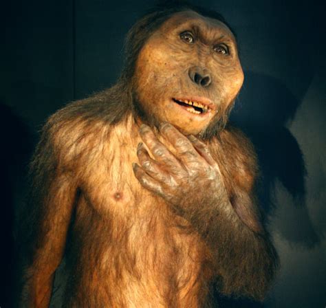 Australopithecus Africanus Reconstruction