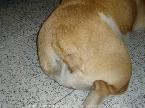 Infección En El Pliegue Del Rabo Del Bulldog Mi Bulldog
