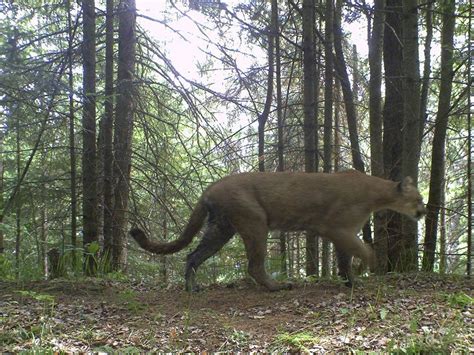 Vancouver Cougar Stalks House Pets National Post