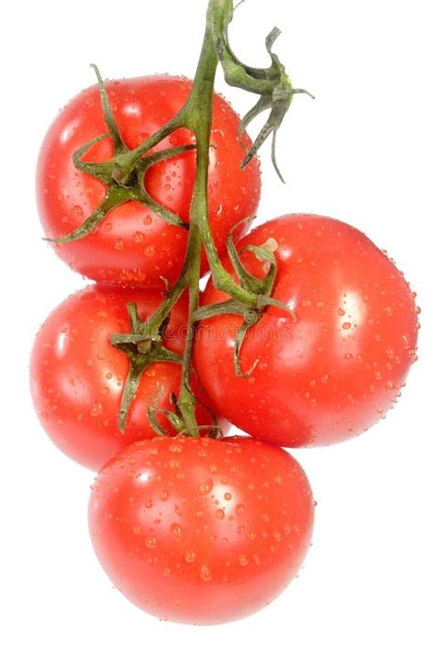 Vine Tomatoes Stock Image Image Of Isolated Tomato Truss 5457637