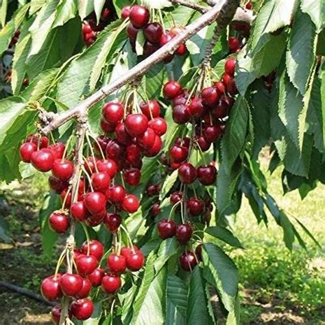 Cherry Trees Wholesale Price And Mandi Rate For Cherry Trees In India