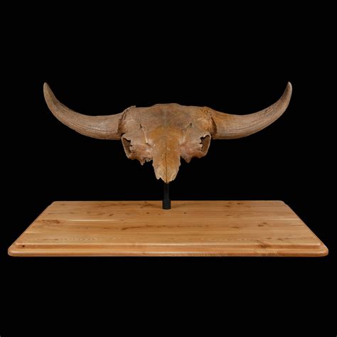 Fossilized Bison Priscus Skull House Of Whitley