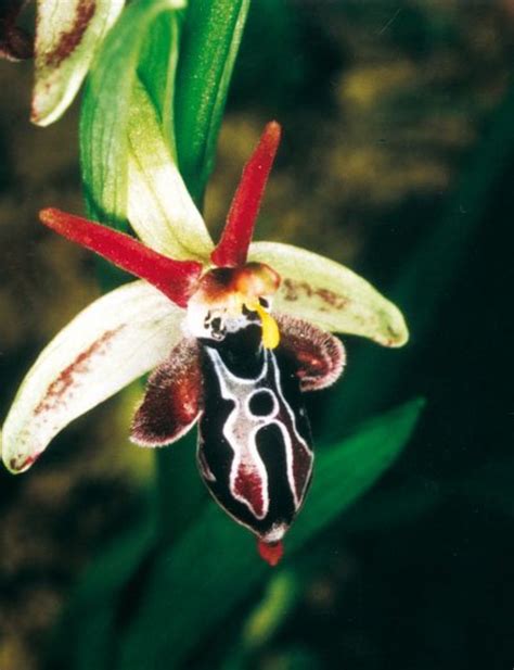 Amazing Orchids The Closest Life Gets To Breathairianism Hubpages